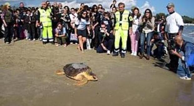 Una tartaruga salvata a San Benedetto