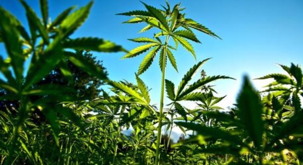 Una piantagione di marijuana, repertorio