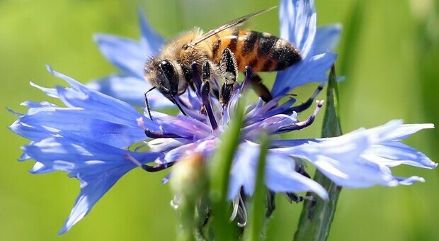Animali, il 9% di api e farfalle è a rischio estinzione: «Il valore economico dell’impollinazione è di circa 153 mld di euro»