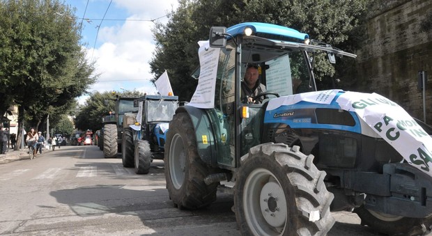 Xyella, gli agricoltori brindisini pronti a protestare a Bari