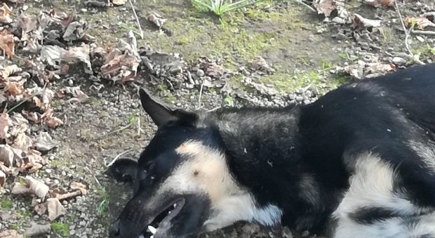 Ritorna lo spietato killer dei cani: cinque avvelenamenti in Campania
