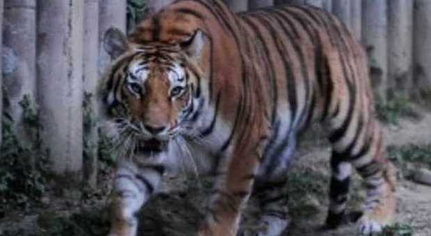 Paura a Napoli, tigre fugge dal circo Togni: ricerche a tappeto a San Giuseppe Vesuviano