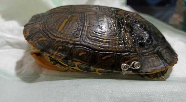 Un piercing a forma di infinito: così è stata salvata la tartaruga investita