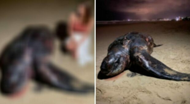 Tartaruga gigante trovata morta in Australia
