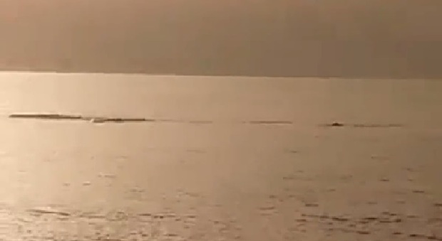 Sorpresa nei mari del Salento: un gruppo di balene avvistate a Gallipoli