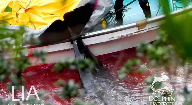 Una delle vittime di ieri a Taiji. (Immagini diffuse da Dolphin Project su Fb)