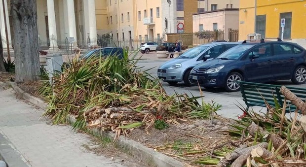 Benevento, «Piante tagliate da un privato sul viale»: polemica De Stasio-Rosa