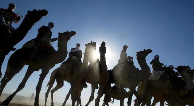 Qatar, migliaia di cammelli espulsi dall'Arabia Saudita
