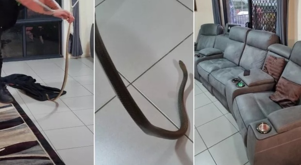 Serpente trovato negli ingranaggi del divano: è la seconda razza più velenosa al mondo. Cosa fare in caso di incontro ravvicinato