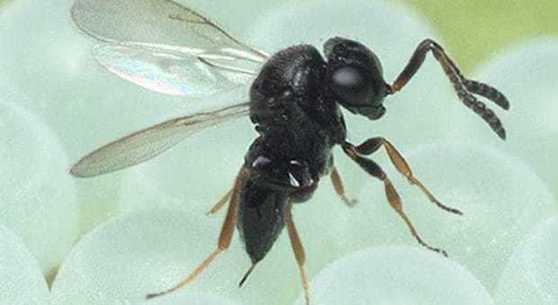 Cimice asiatica, arrivano le vespe samurai: il loro nemico numero uno. Dovranno salvare i raccolti