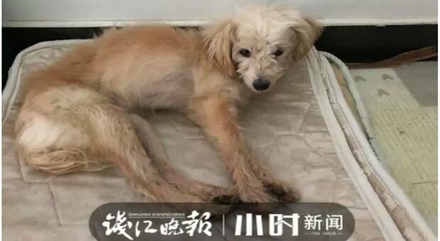 Il cane dimenticato all'autogrill tornato a casa dopo un mese e 60 chilometri. (immagini publl da Qianjiang Evening News)