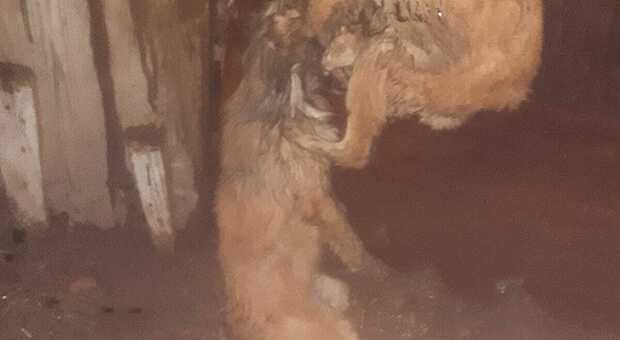 Cani torturati e uccisi nel Cilento: scatta l'inchiesta