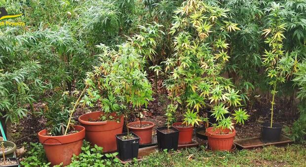 Nel giardino di casa 52 piante di marijuana: denunciato un sessantenne