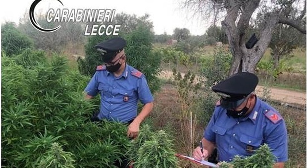 Novoli, nell'azienda agricola 625 piante di marijuana: scarcerato 37enne imprenditore