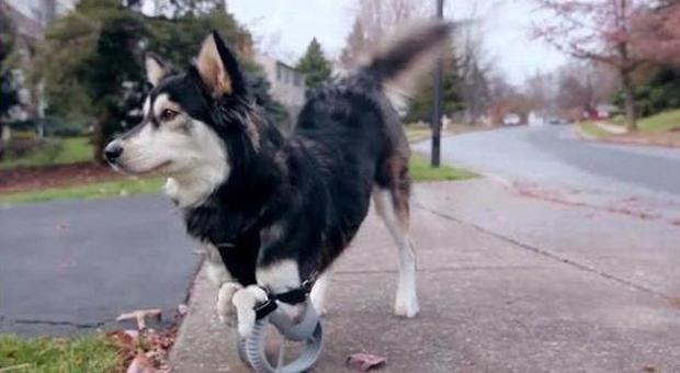 Derby, il cane disabile: la stampante 3D gli regala due zampe nuove