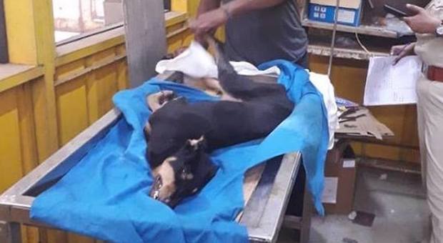 Violentato e mutilato nei genitali da 4 uomini, cane muore per emorragia interna