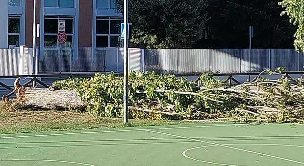 Vento, a Casette d'Ete una pianta cade davanti alla scuola. Disavventura anche per il comico Macchini