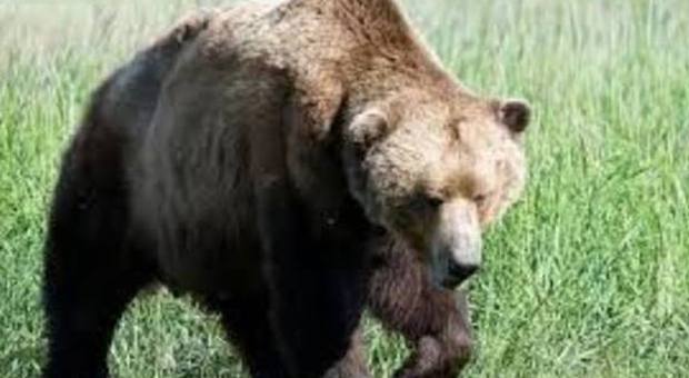 L'orso M4 torna a fare paura in Altopiano