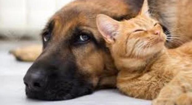 I cani amano i loro padroni cinque volte più dei gatti: tutta colpa di un ormone