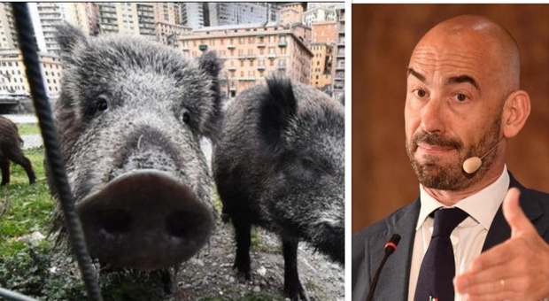 Peste suina, Bassetti propone il lockdown dei maiali: «Servono misure drastiche»