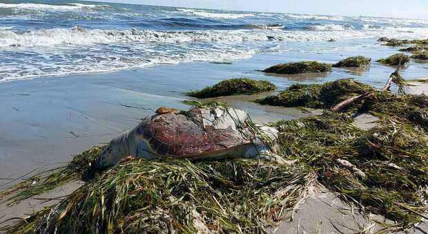Maxi tartaruga trovata morta in spiaggia, forse colpita da un'elica