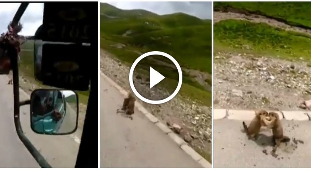 La colluttazione tra marmotte