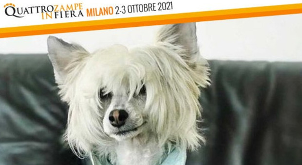 Quattrozampeinfiera, torna a Milano la due giorni dedicata ai pet: Zita, la bassotta, per sensibilizzare le persone contro l’abbandono