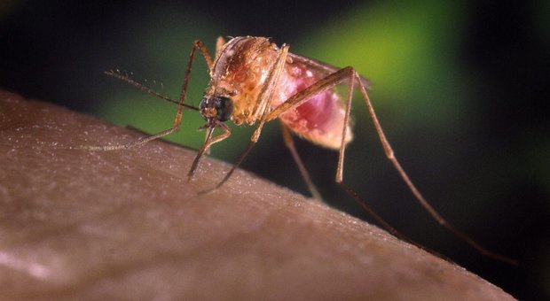 La zanzara è il veicolo del virus