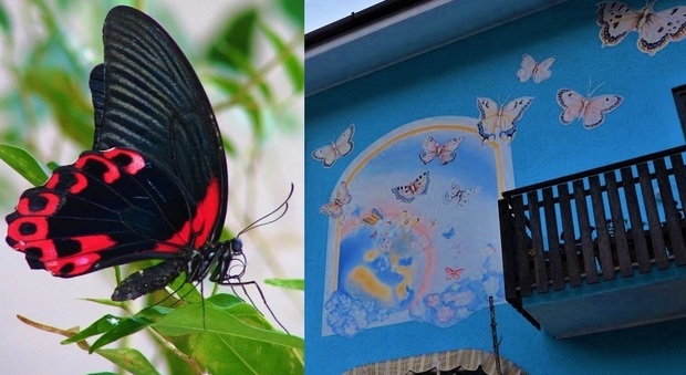 Bordano, il paese delle farfalle