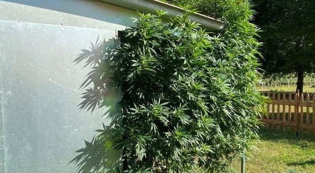 Coppia incensurata aveva in giardino una serra di marijuana: 6 piante alte 3 metri