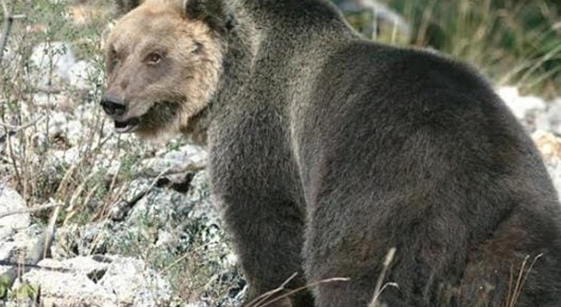 L'orso M 49 catturato in Trentino