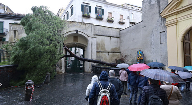 Napoli nella morsa del maltempo: Cnr, abbattuti due alberi a rischio. E a Santa Chiara crolla un arbusto