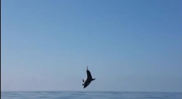 Procida, cucciolo di delfino liberato da una rete si ricongiunge alla madre e ringrazia con uno spettacolare salto VIDEO