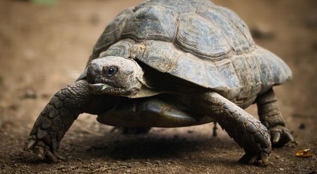 Una tartaruga - Foto di S. Nagel da Pixabay