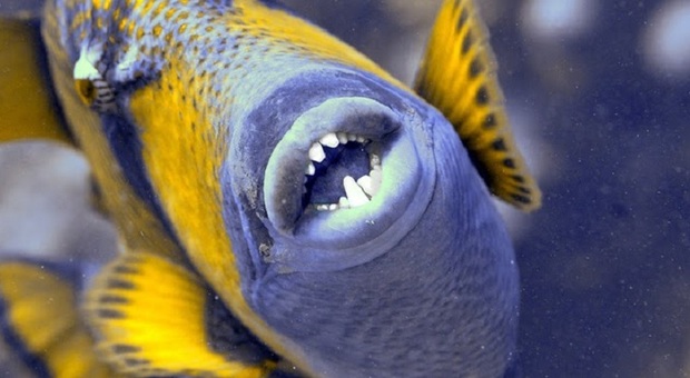 Un pesce balestra titano