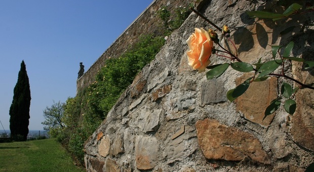 Una rosa in abbazia a Rosazzo