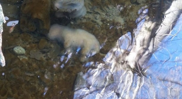 Cuccioli annegati nel fiume, test del dna per risalire al colpevole
