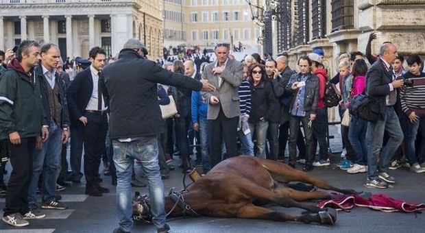 Cavallo stramazza a pochi metri da Palazzo Chigi: ​vetturino in lacrime davanti ai turisti