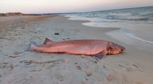 Squalo trovato morto sulla spiaggia in Salento: è un raro esemplare di pesce vacca