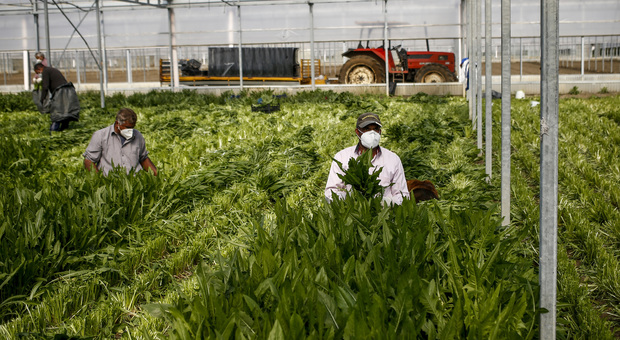Reddito di cittadinanza, flop in agricoltura: i percettori snobbano il lavoro nei campi