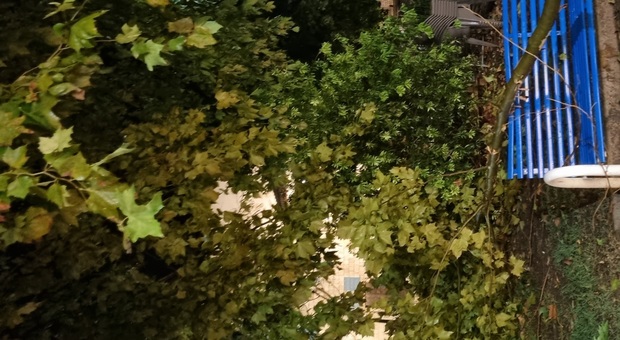 Maltempo, violento nubifragio a Cassino: allagamenti e alberi caduti. Notte di paura danni e disagi sulle strade