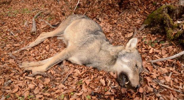 Caccia ai lupi, la decisione finale sul piano del governo slitta al 9 marzo