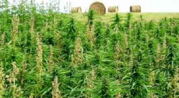 Piantagione di marijuana sequestrata a Battipaglia