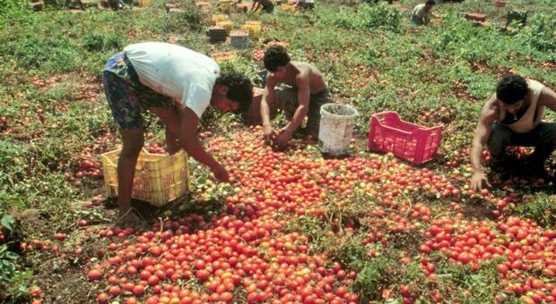 La Cia Campania: «Al Sud a rischio chiusura 58mila imprese agricole»