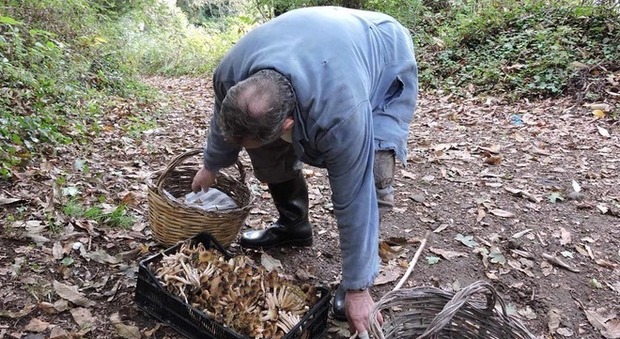 Roma, va a funghi e si perde nei boschi: ansia per 70enne scomparso da due giorni