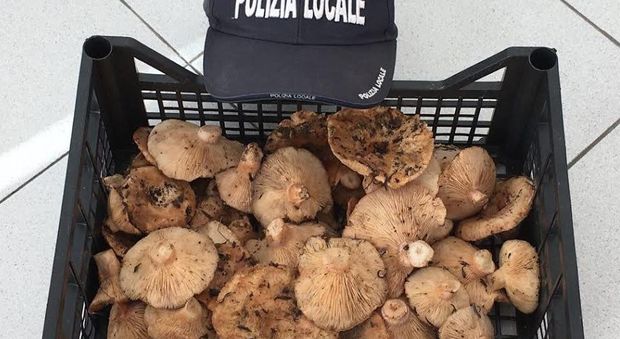 Lecce, funghi tossici in vendita per strada