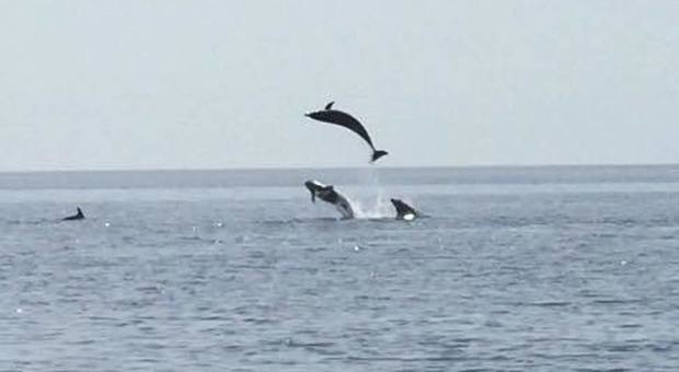 Spettacolare carosello di delfini davanti alla costa