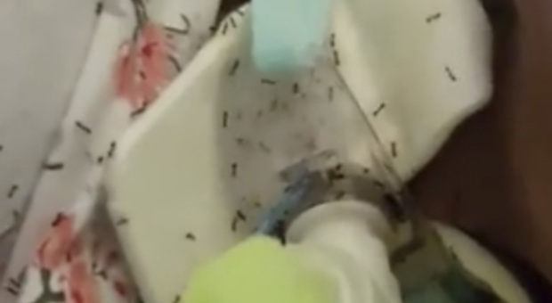 Sommersa da formiche al San Giovanni Bosco: la donna è morta, denuncia in Procura