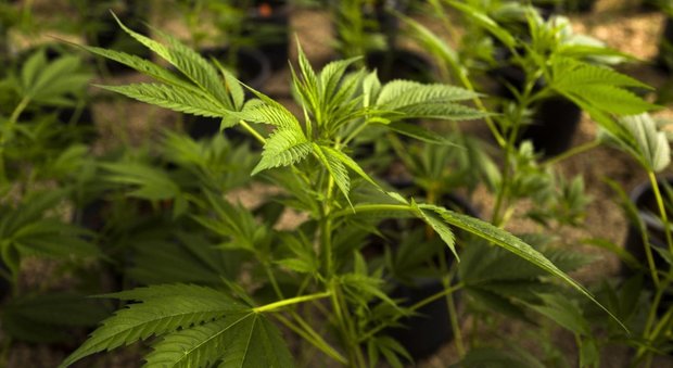 Cannabis, Consulta: coltivazione per uso personale resta reato