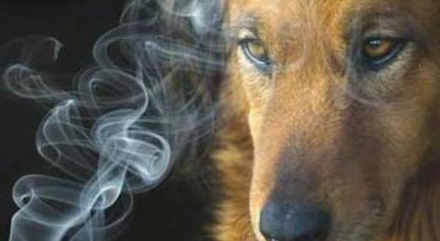Fido e il fumo passivo (foto da cane.com)